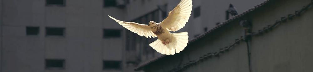 Imagen representativa del Experto en Educación para la Paz y Mediación Comunitaria en la que aparece una paloma blanca