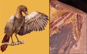 Interpretación de un ave enantiornita de Las Hoyas y fotografía del fósil de ala publicado en Scientific Reports.