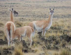 Ecología del guanaco en la Patagonia chilena.