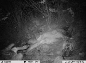Buitres leonados alimentándose de noche en carroñas de ganado en la Cordillera Cantábrica, Parque Natural de Somiedo.