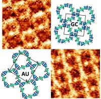 Two-Dimensional Nanoporous Networks Formed by Liquid-to-solid Transfer of Hydrogen-Bonded Macrocycles Built from DNA Bases