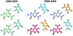 Synthesis and Complementary Self-association of Novel π-Conjugated Nucleoside Oligomers