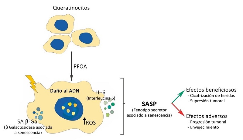 The toxic imprint of an emerging contaminant in human skin cells