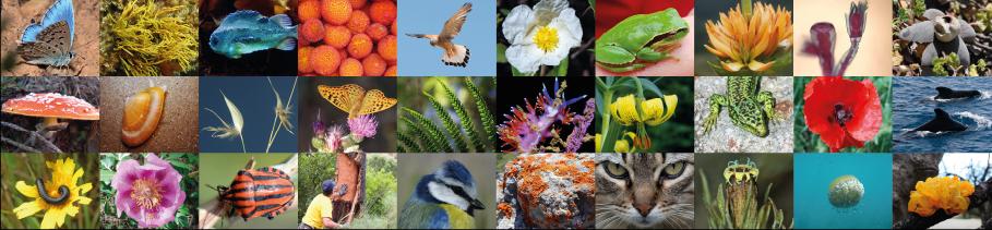 Imagen de presentación del Máster Universitario en Biodiversidad