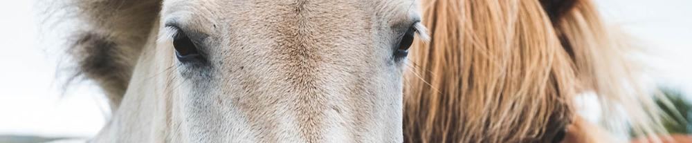 Imagen representativa del Experto en Etología Equina y Terapia Ecuestre, en la que aparecen dos caballos