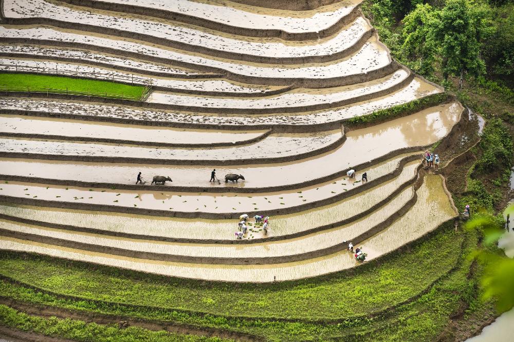 Imagen de una terraza de cultivo