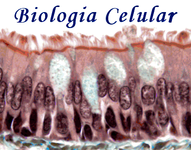 Proyectos de Investigación del Área de Biología Celular