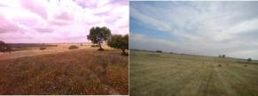 Campo pastoreado (izquierda) y campo segado para heno (derecha) en el Suroeste Ibérico. | UAM