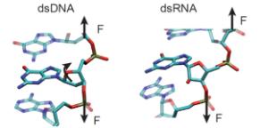 Solving the Mystery of the Strikingly Different Mechanical Response of Nucleic Acids