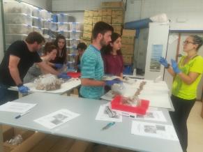 Estudiantes y miembros de ArqueoAntro inician los análisis de los restos de los 107 represaliados de la fosa 128 de Paterna en dependencias del Departamento de Biología de la UAM.  Foto: Departamento de Biología de la UAM). 