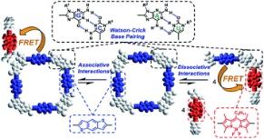 Understanding Complex Supramolecular Landscapes: Non-covalent Macrocyclization Equilibria Examinated by Fluorescence Resonance Energy Transfer