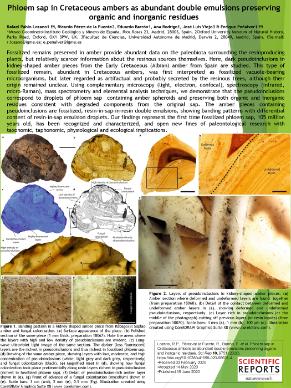 Phloem sap in Cretaceous ambers as abundant double emulsions preserving organic and inorganic residues