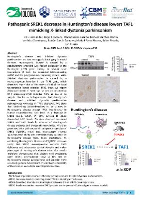 athogenic SREK1 decrease in Huntington’s disease lowers TAF1 mimicking X-linked dystonia parkinsonism