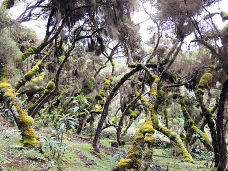 Grandes alfombras de hepáticas y musgos epífitos sobre brezos arbóreos - Montañas Bale, Etiopia
