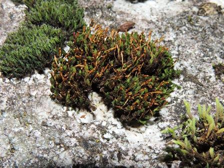 Ulota hutchinsiae sobre granito en los Alpes italianos