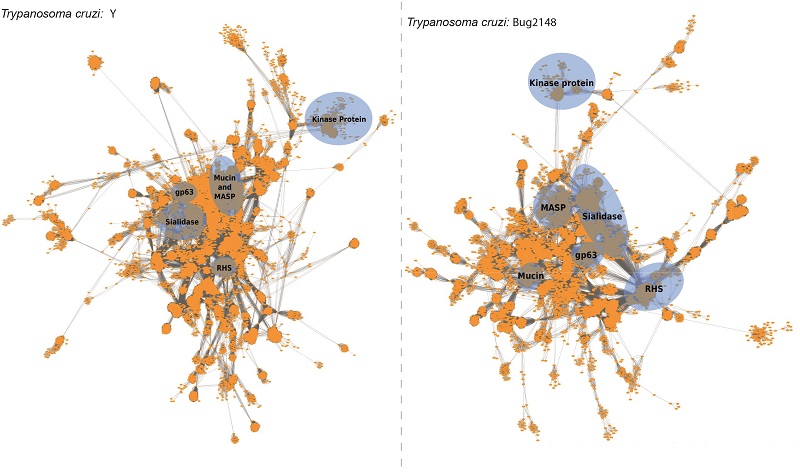 The genomes of two new strains of the parasite that causes Chagas disease have been sequenced