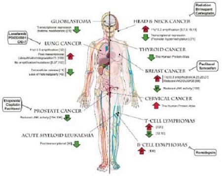 Estudian el papel de la proteína FADD en cáncer