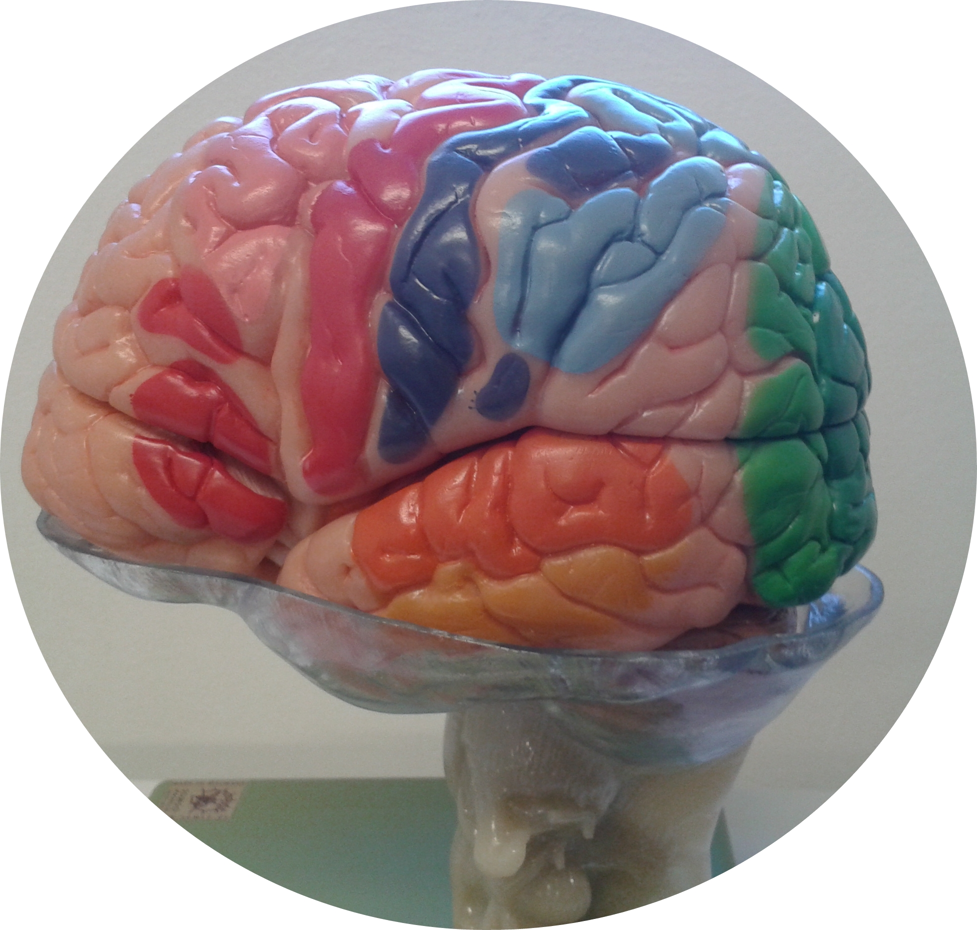 cerebro