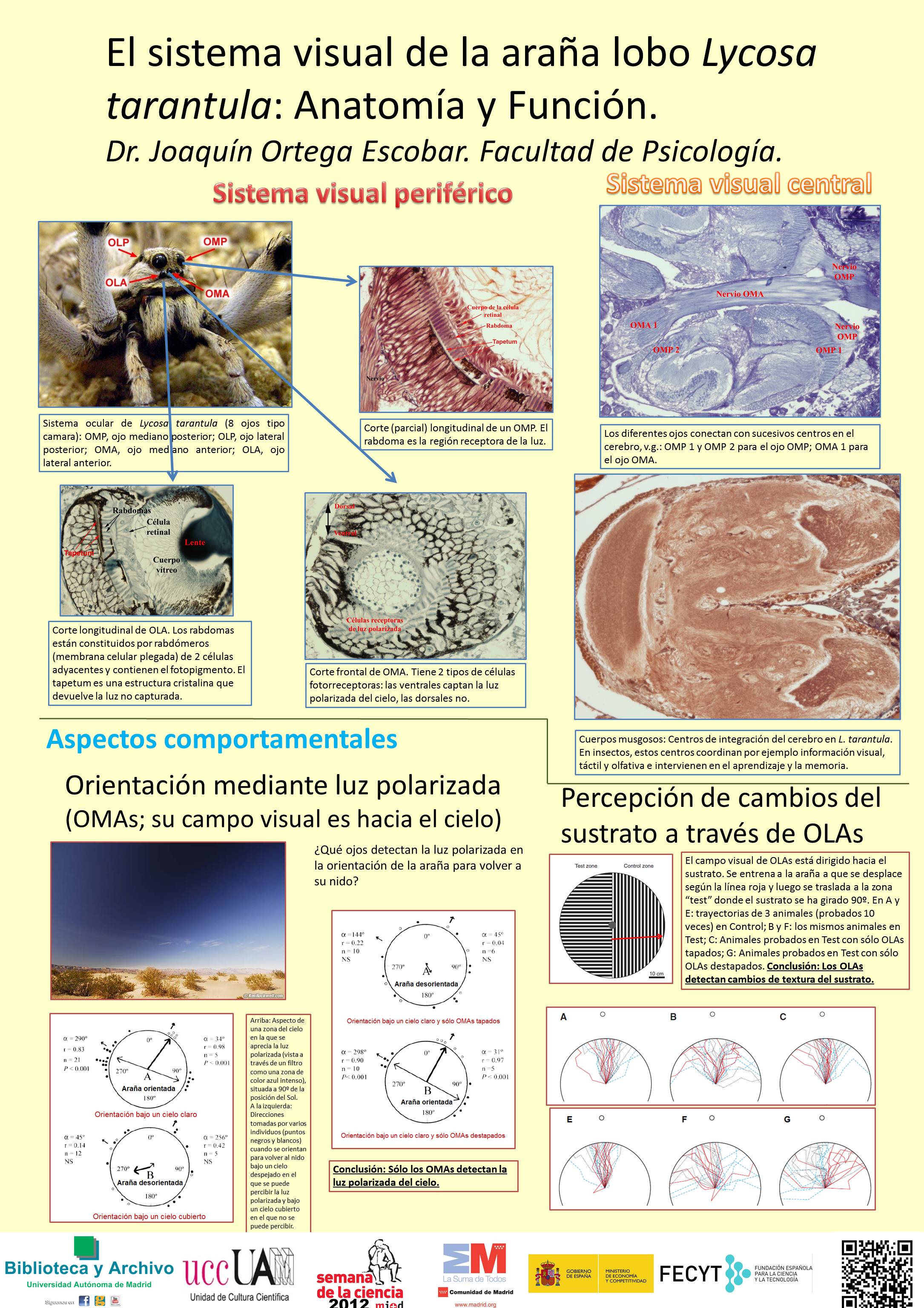 Inteligencia general: objetivamente determinada y medida Inteligencia general: objetivamente determinada y medida