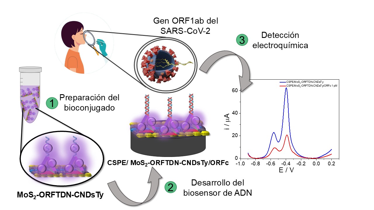 Desarrollo del biosensor y toma de muestras nasofaríngeas para el análisis y medición de la carga viral.