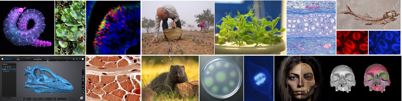 Mosaico con imágenes de las diferentes Áreas de conocimiento del Departamento de Biología