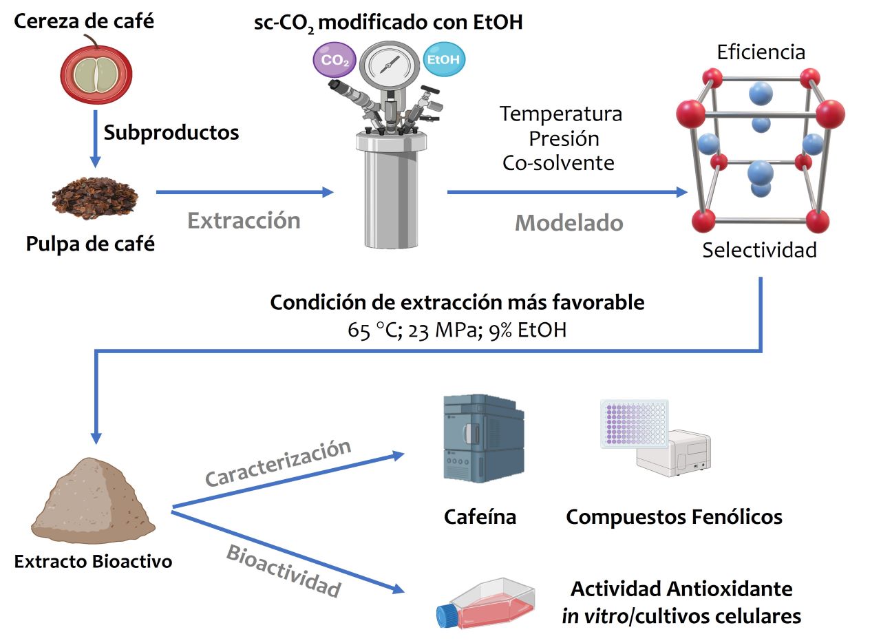 Fases de la extracción 