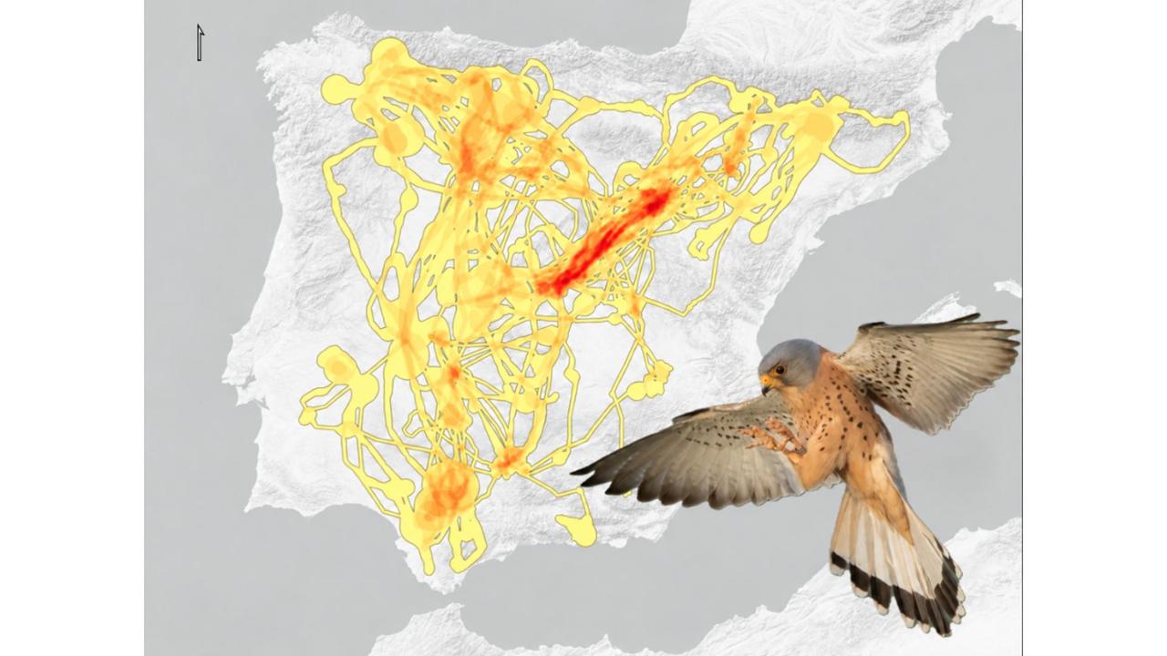 Red de corredores post-reproductores del cernícalo primilla (Falco naumanni) en la Península Ibérica, identificada mediante seguimiento GPS. Mapa: Hernández-Cabello et al. (2026). Fotografía: Daniel Martínez Fernández.