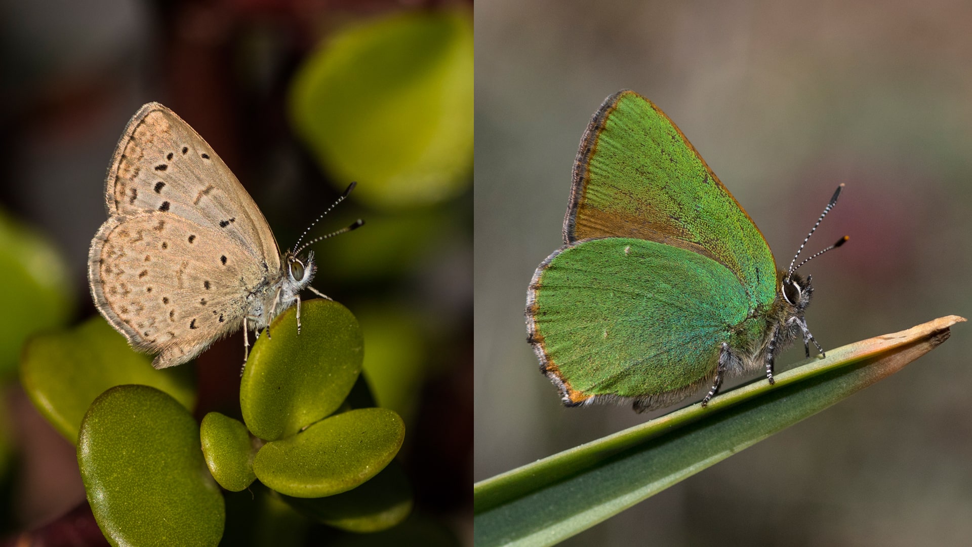 Dos fotografías de detalle de la mariposa Zizeeria knysna de la isla de Tenerife y de la mariposa Callophrys rubi de la provincia de Teruel
