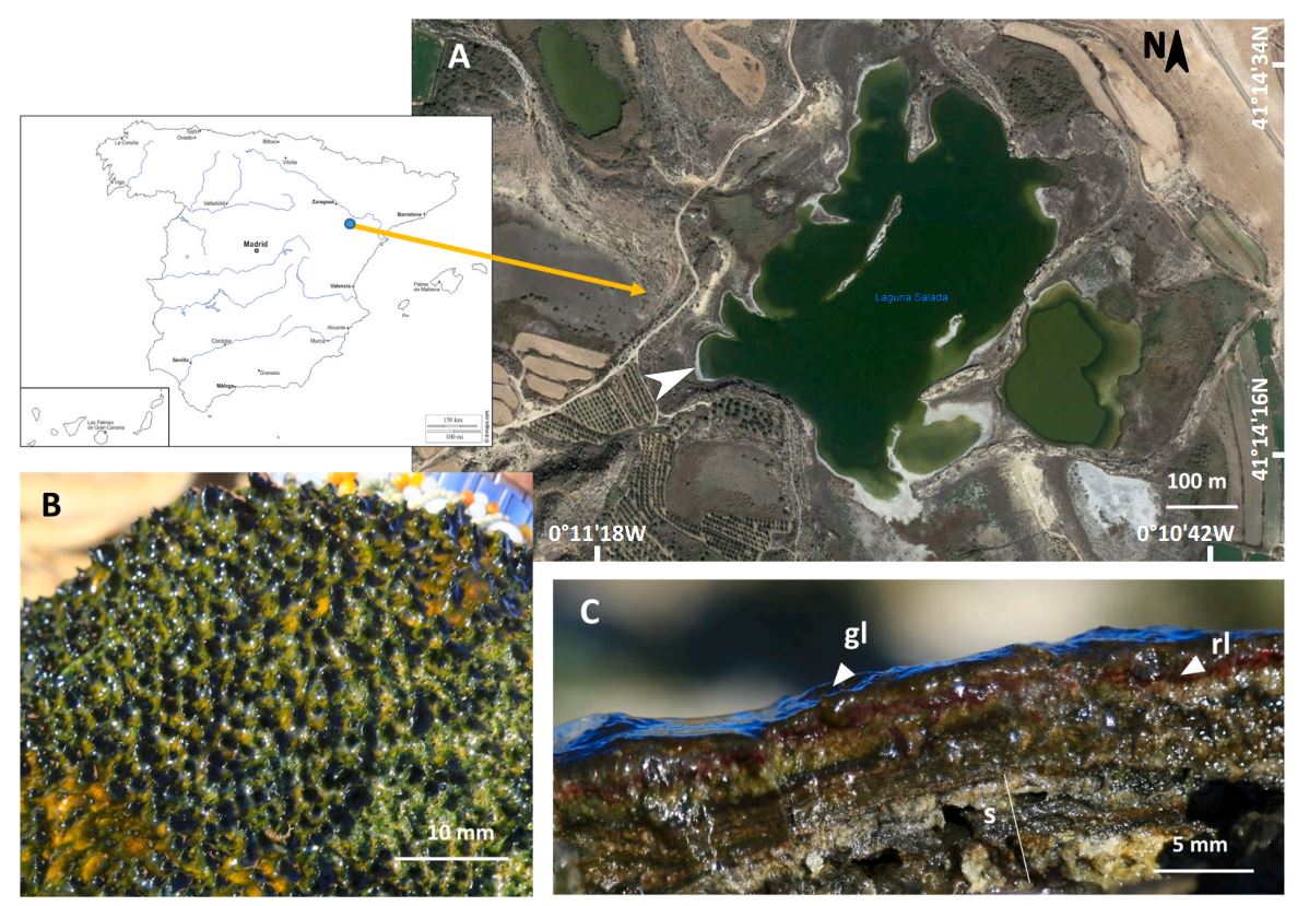 Soft tissue histology of insect larvae decayed in laboratory experiments using microbial mats: Taphonomic comparison with Cretaceous fossil insects from the exceptionally preserved biota of Araripe, Brazil