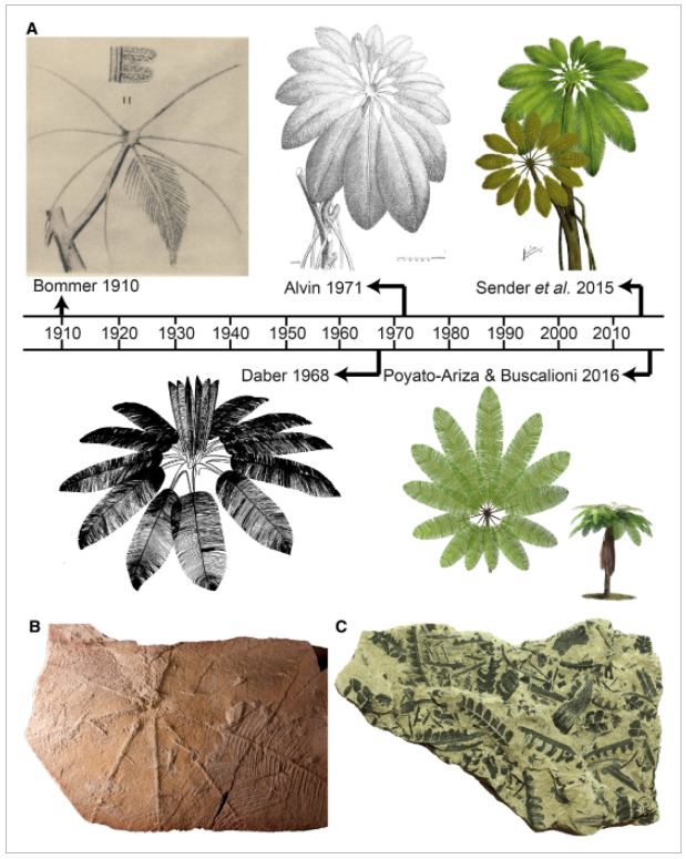 New insights into the affinities, autoecology, and habit of the Mesozoic fern Weichselia reticulata based on the revision of stems from Bernissart (Mons Basin, Belgium)