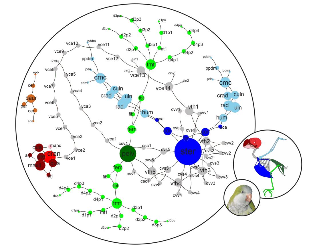 Anatomical network of an adult skeleton of Myiopsitta monachus