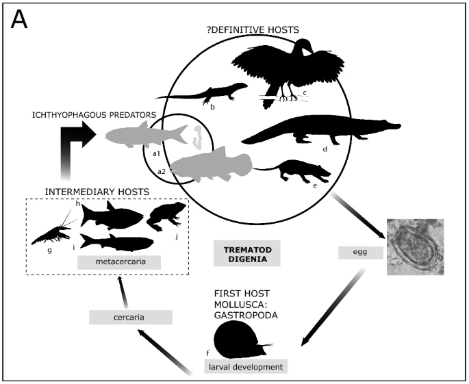 Hypothetical life-cycle of the parasites