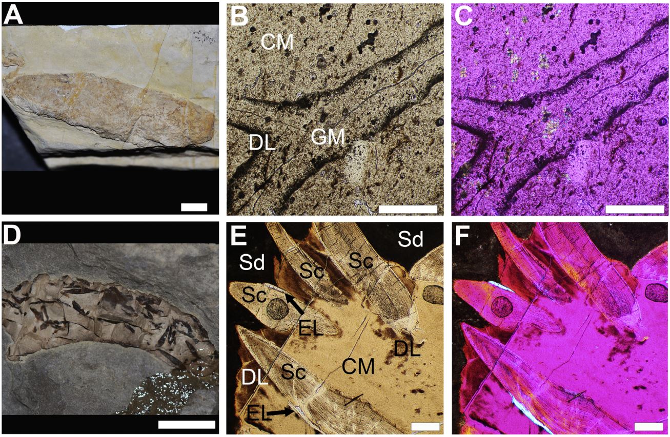 Coprolites with coprofabrics identified in the Las Hoyas coprolites