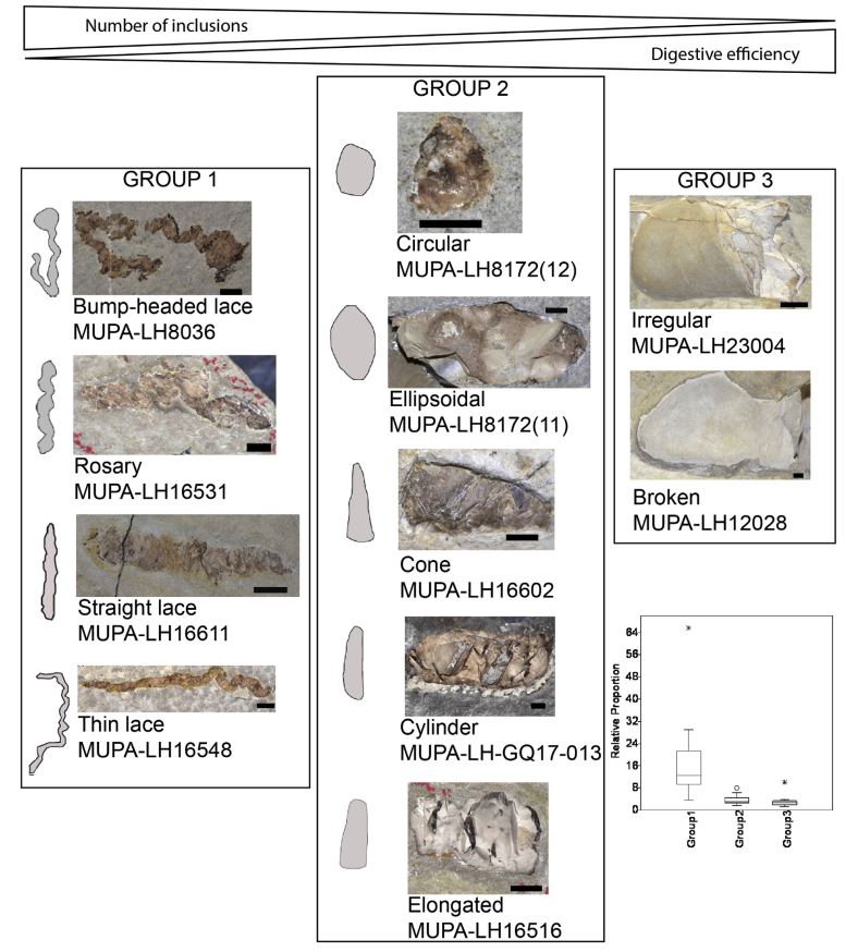 Groups of coprolite morphotypes from Las Hoyas