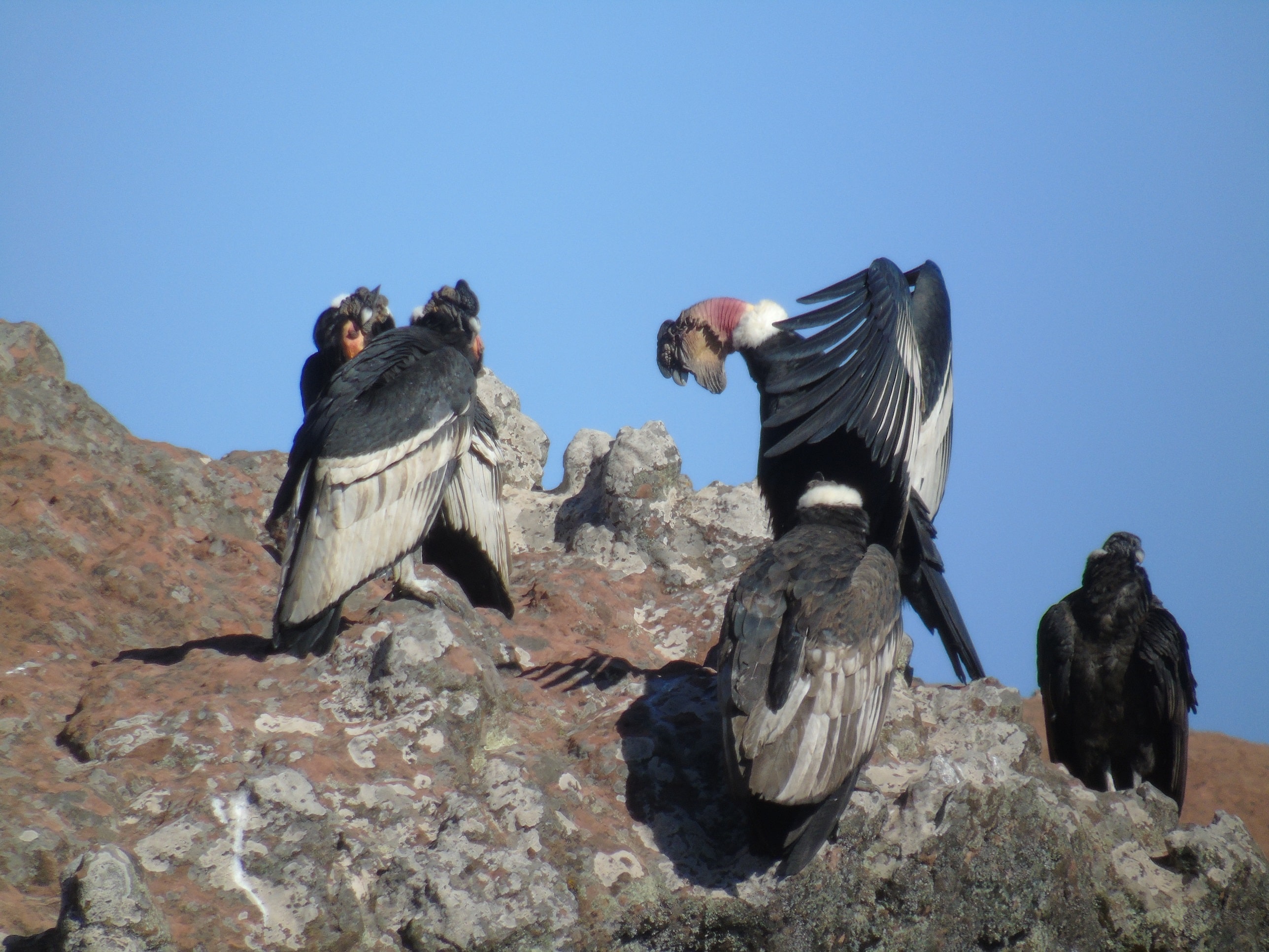 Grupo de cóndores posados sobre una roca