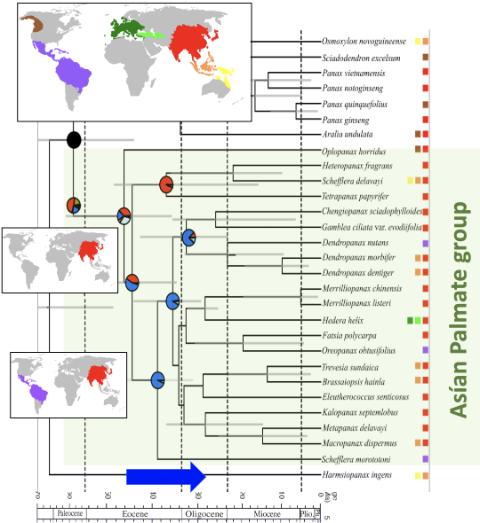 Imagen Árbol filogenético del Grupo Asiático de Hojas Palmeadas de la familia Araliaceae