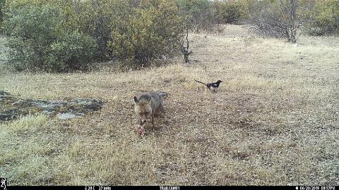 Fotografía tomada por una cámara automática mostrando la aproximación de un zorro y una urraca a un cebo