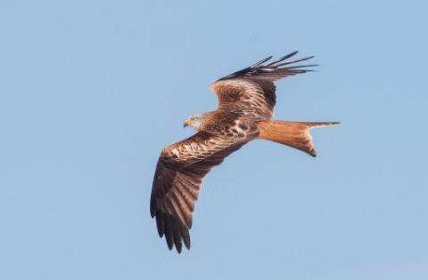 Imagen de un milano real en vuelo, especie afectada por el envenenamiento