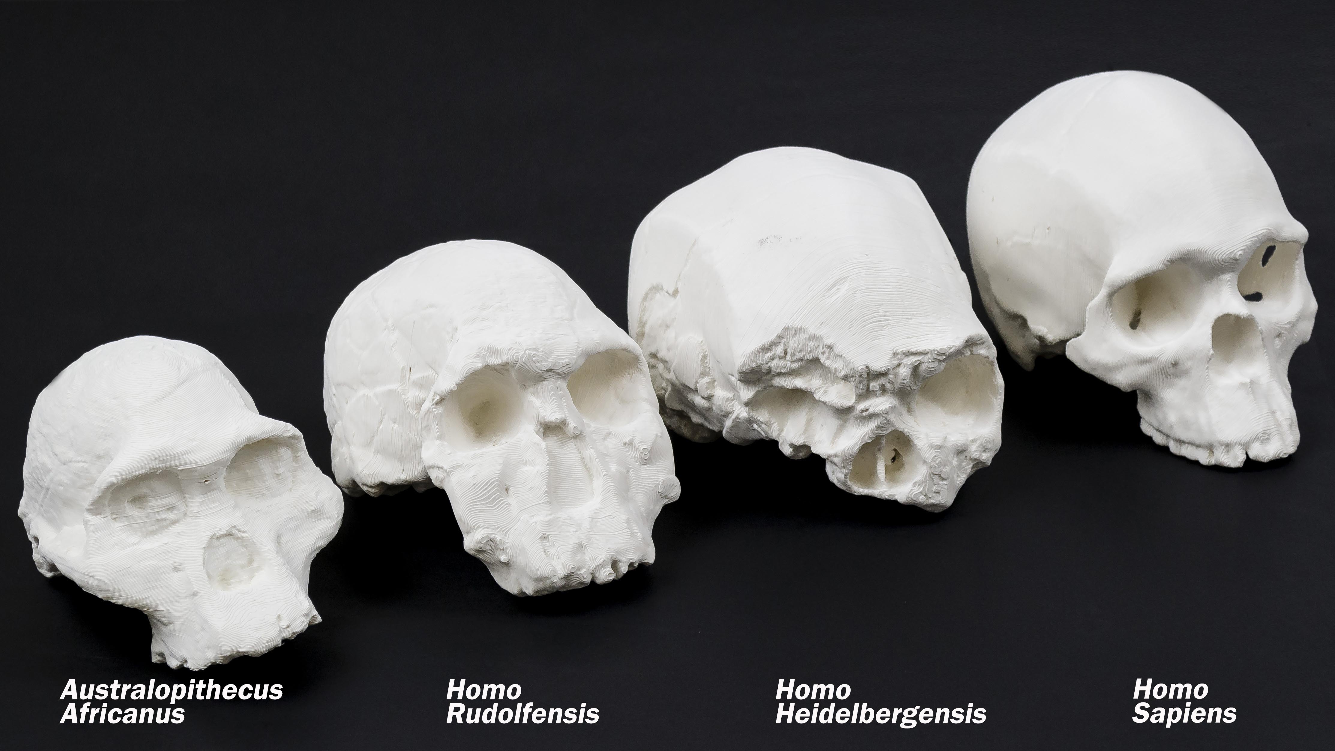Cráneos de homínidos