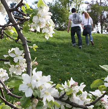 Imagen de flores