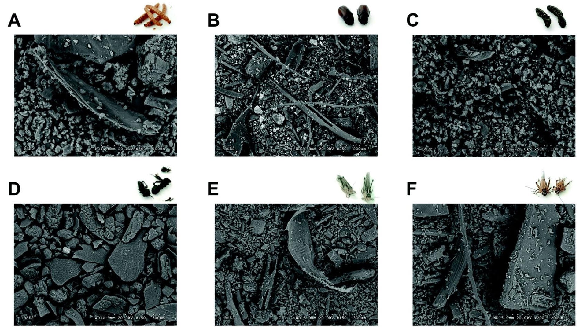 Imágenes obtenidas con microscopía electrónica de barrido (SEM) de varias harinas de diferentes insectos.