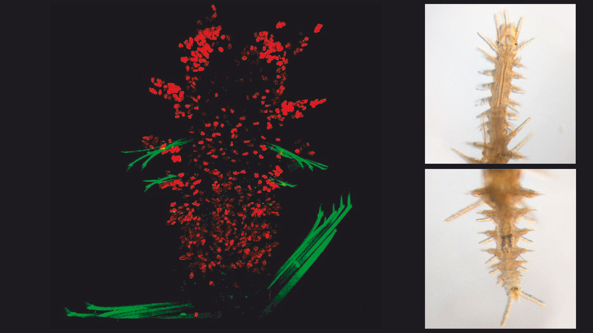 Imágenes que muestran, a la izquierda, una fotomicrografía de la parte anterior de un gusano regenerado; los puntos rojos son células proliferativas en fase S del ciclo celular. A la derecha, fotografias que muestran la parte anterior y posterior de un gusano regenerado vivo.