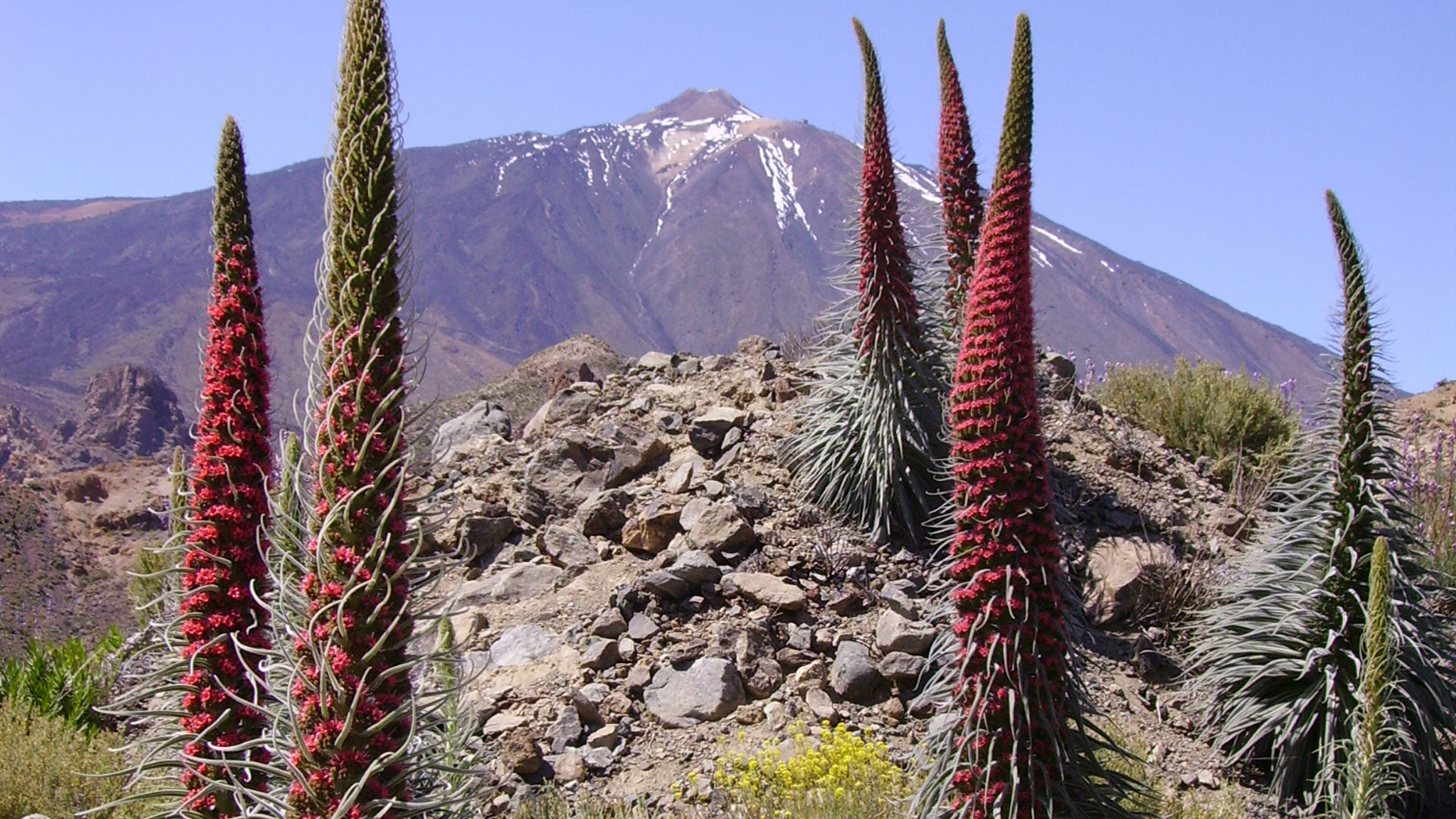 Fotografía de varias plantas tajinastes cerca del Teide (Tenerife)
