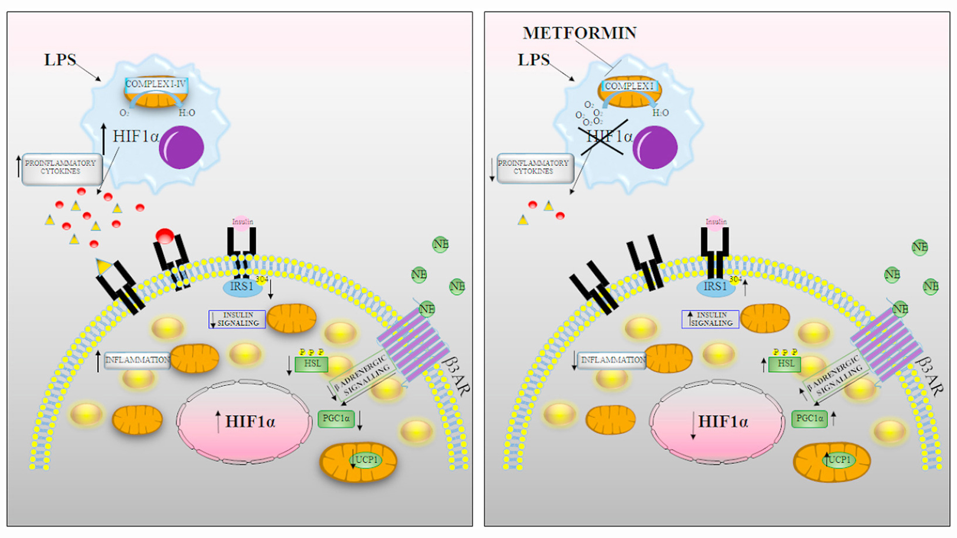 Esquema que muestra como la metformina reduce la señalización proinflamatoria dependiente de HIF1α de macrófagos para restaurar la función del adipocito marrón in vitro