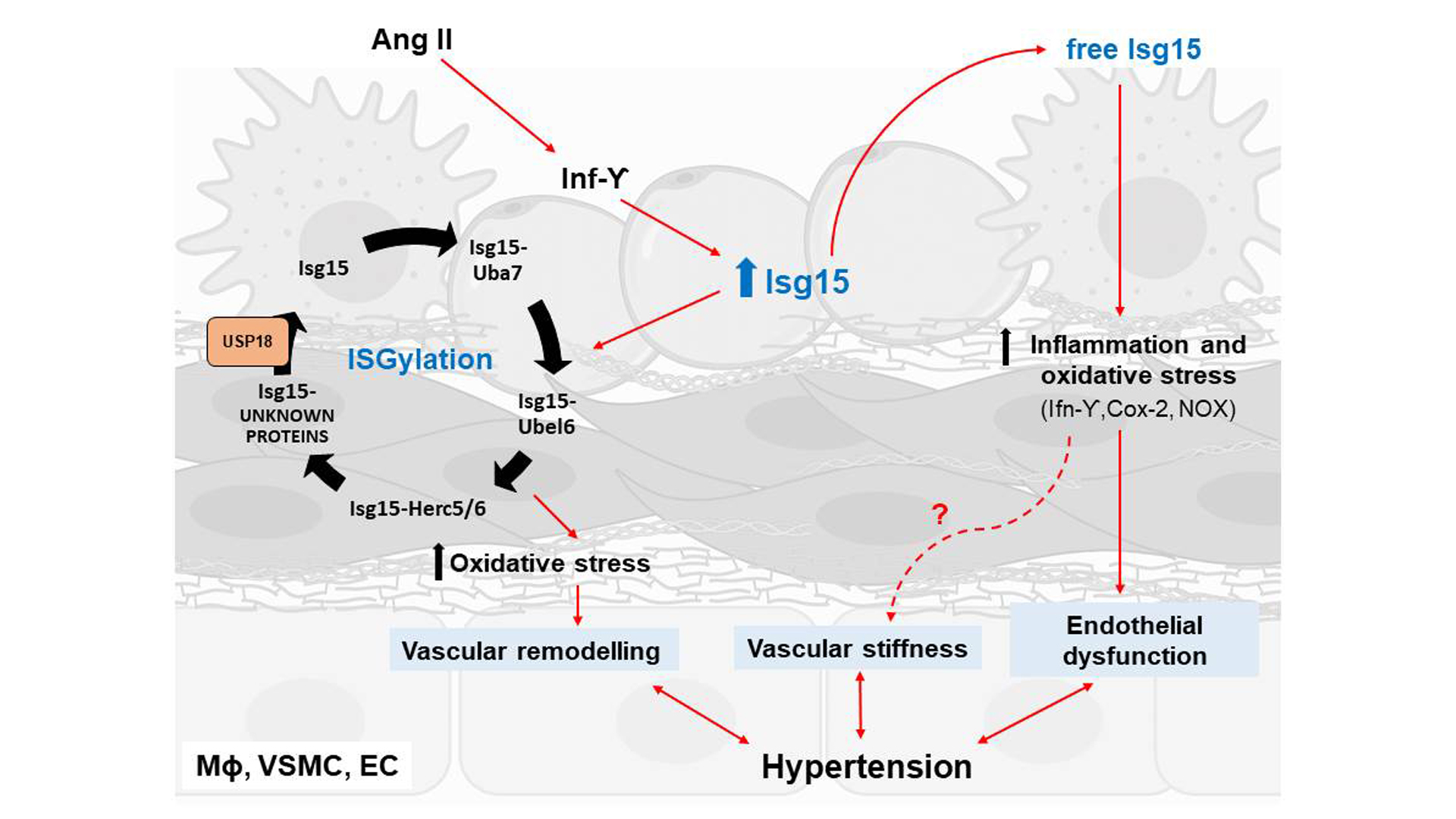 Esquema que muestra cómo el gen 15 estimulado por interferón (ISG15) codifica una proteína similar a la ubiquitina que induce una modificación postraduccional reversible (ISGilación).