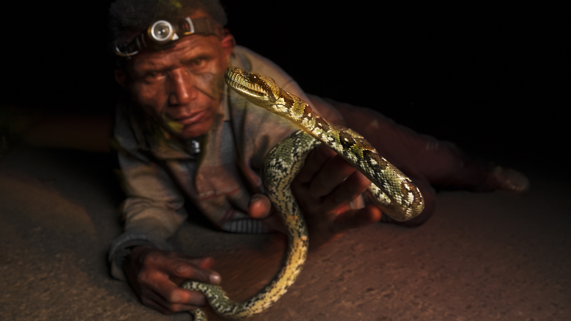Fotografía en la que un guía local manipula una serpiente de la especie de boa arborícola Sanzinia madagascariensis recién recogida de una carretera de Madagascar 