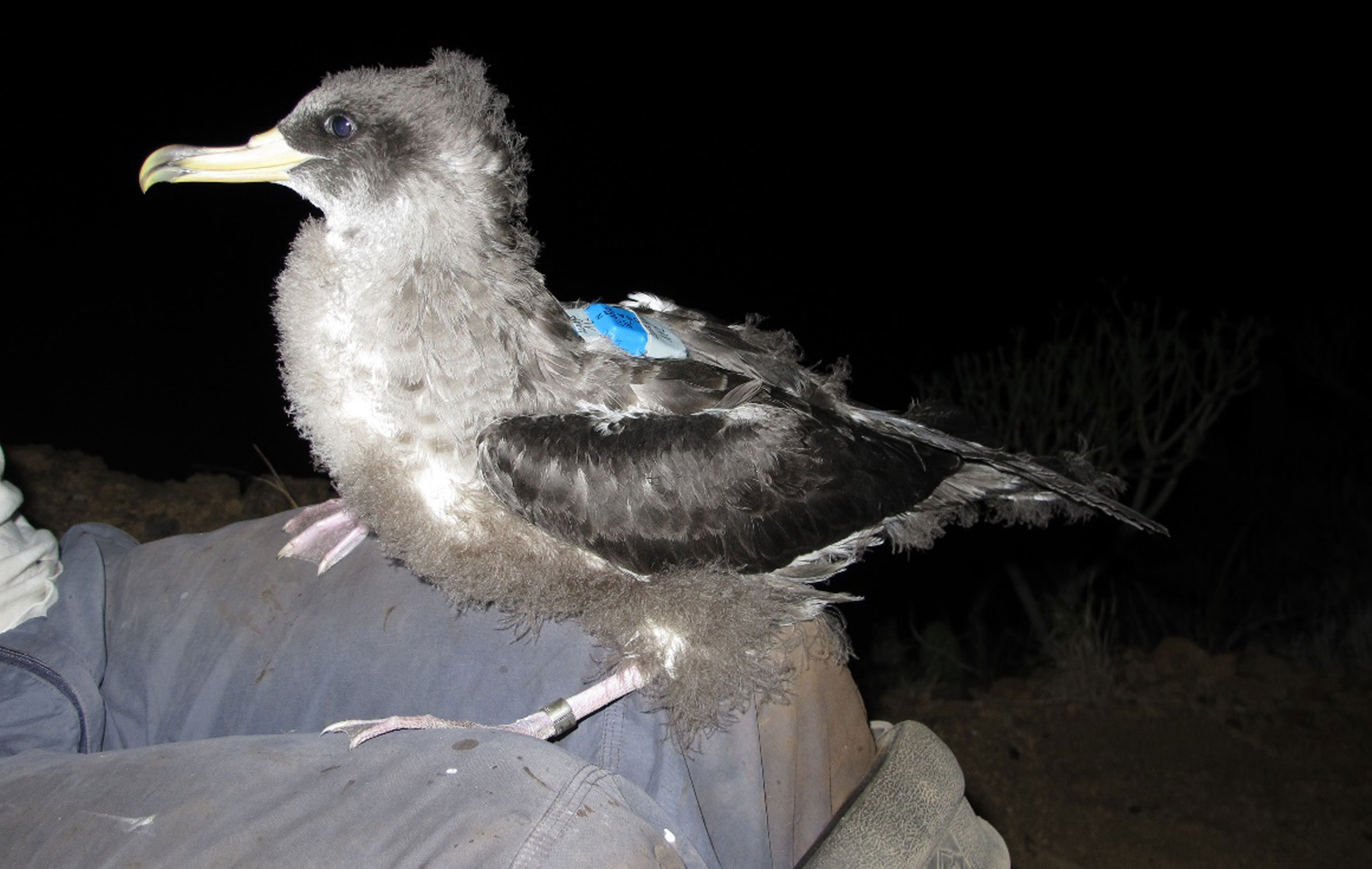 Imagen que muestra un pollo de pardela cenicienta con GPS en la espalda y anilla