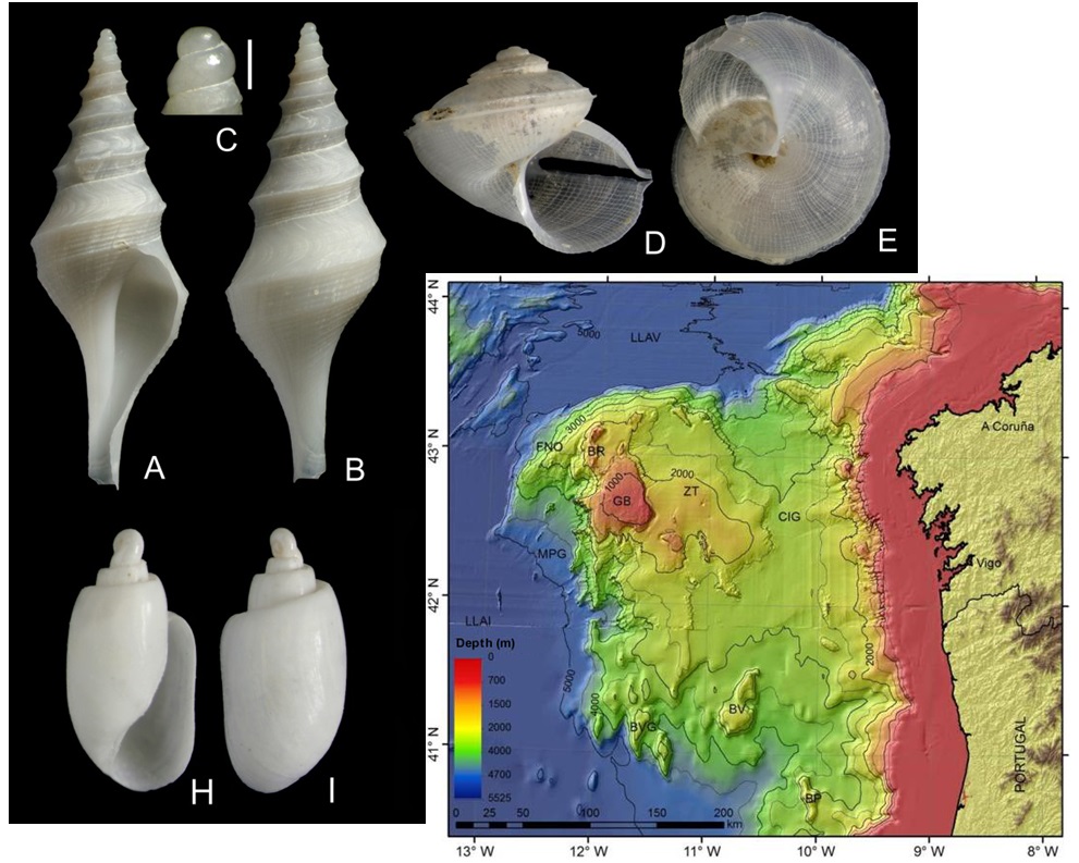 Ubicacion del Banco de Galicia, e imágenes de tres especies nuevas descritas