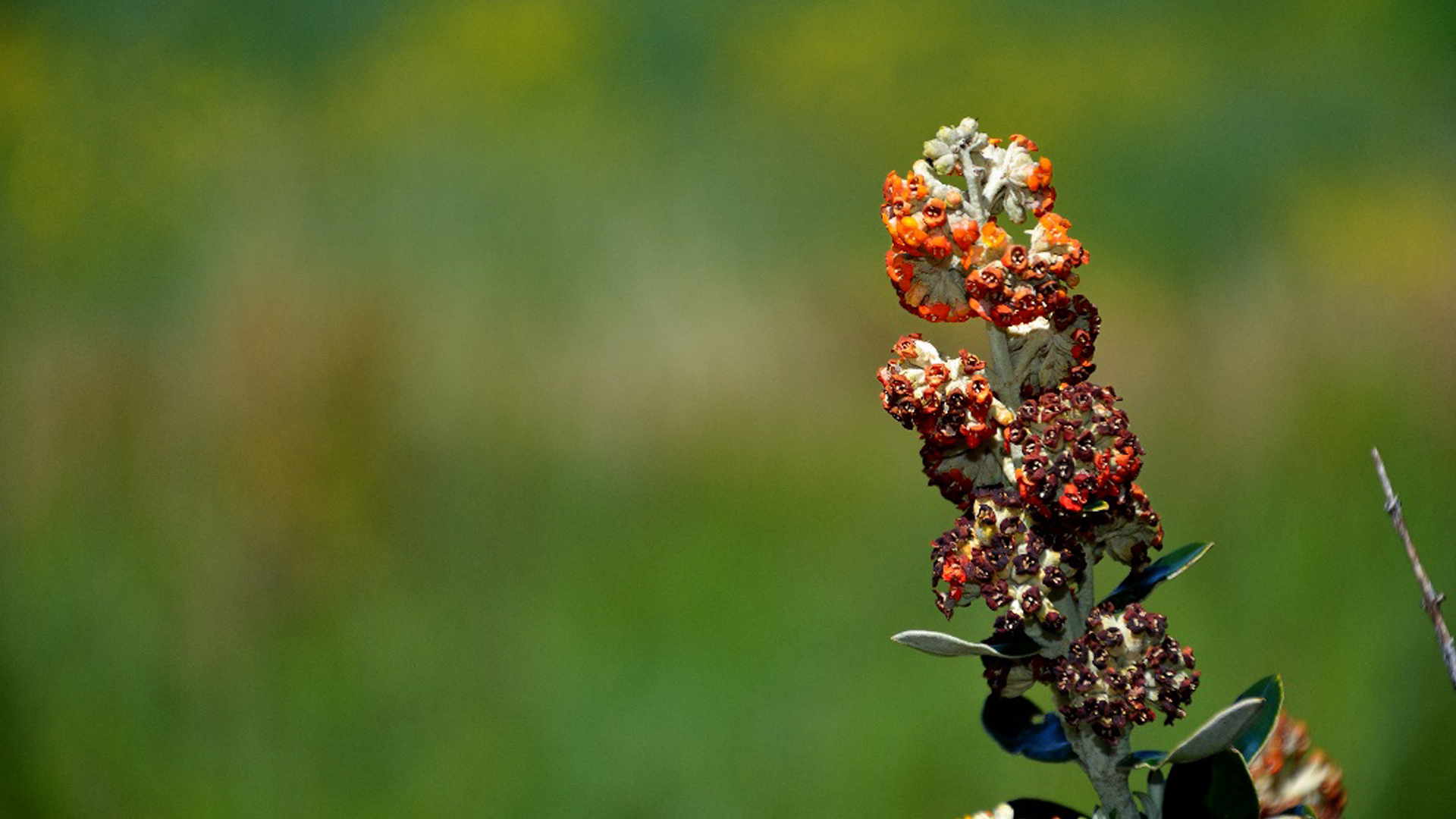 Imagen de una planta de kiswara (Buddleja coriacea)