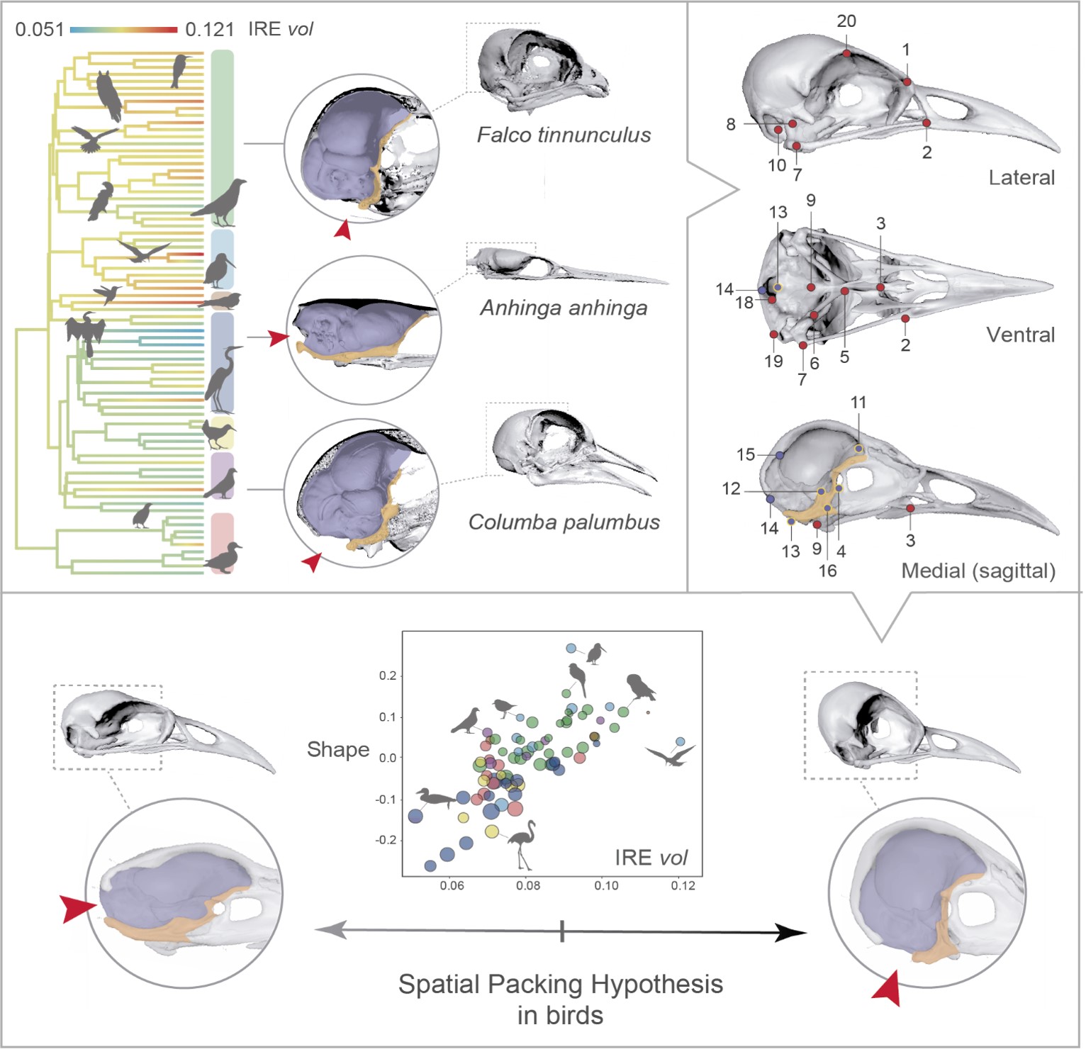 Evolutionary allometry of the avian skull